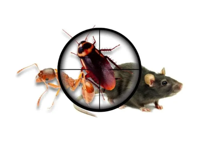A-L-S Pest Control Picture 1