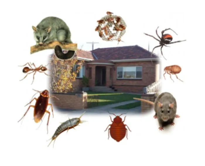 A-L-S Pest Control Picture 7