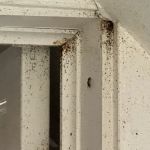 Irish Brothers Pest Control