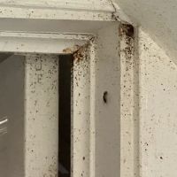 Irish Brothers Pest Control ico