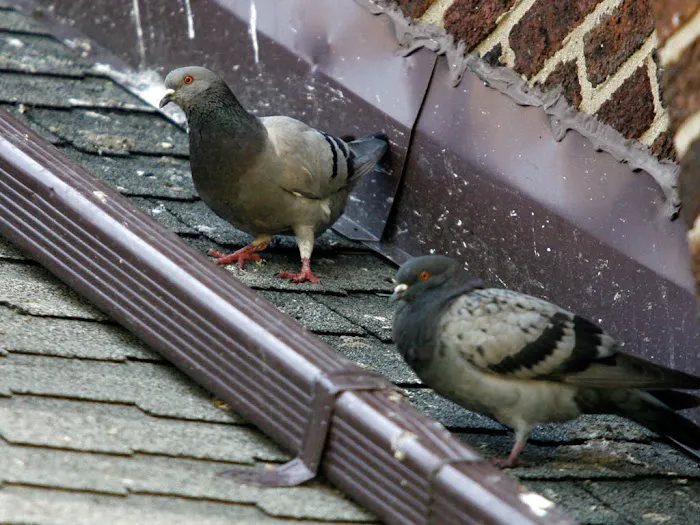 Black Diamond Pest Control Picture 4