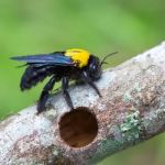 Black Diamond Pest Control