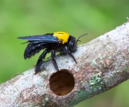 Black Diamond Pest Control