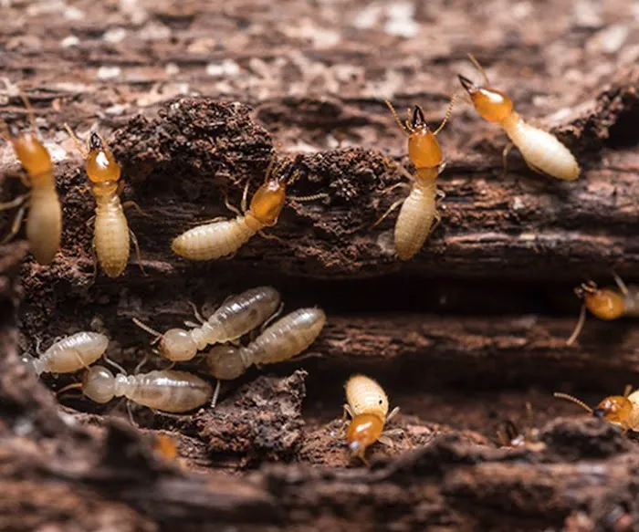 Black Diamond Pest Control Picture 9