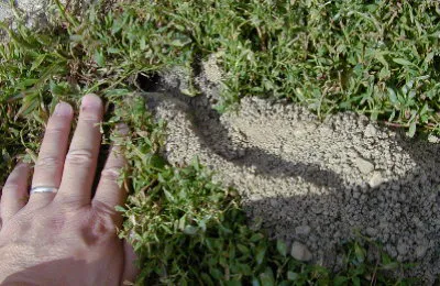 Black Diamond Pest Control Picture 7