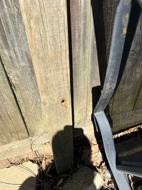 Semper 0311 Pest Control Picture 8