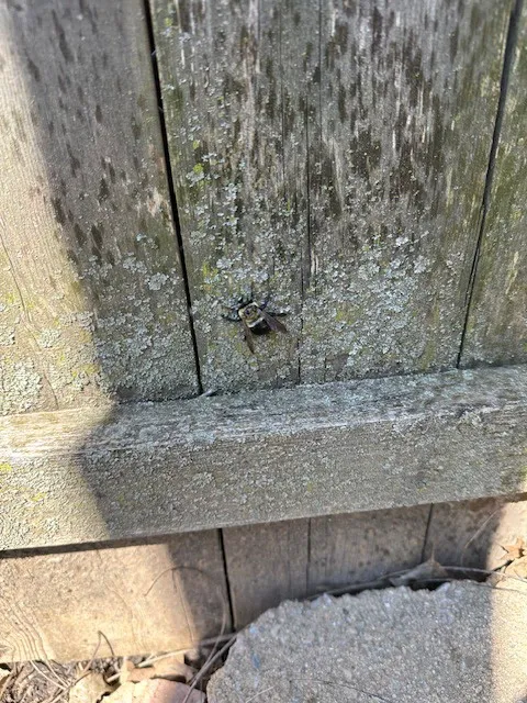 Semper 0311 Pest Control Picture 1
