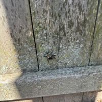 Semper 0311 Pest Control ico