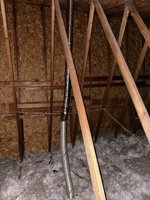 Semper 0311 Pest Control Picture 6