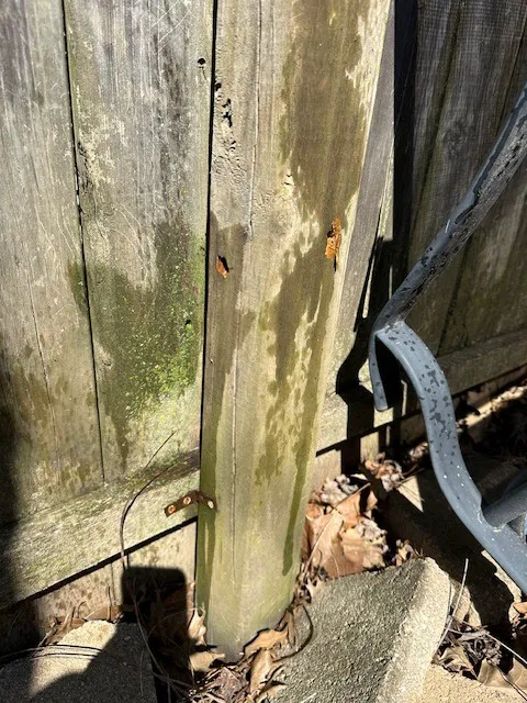 Semper 0311 Pest Control Picture 4