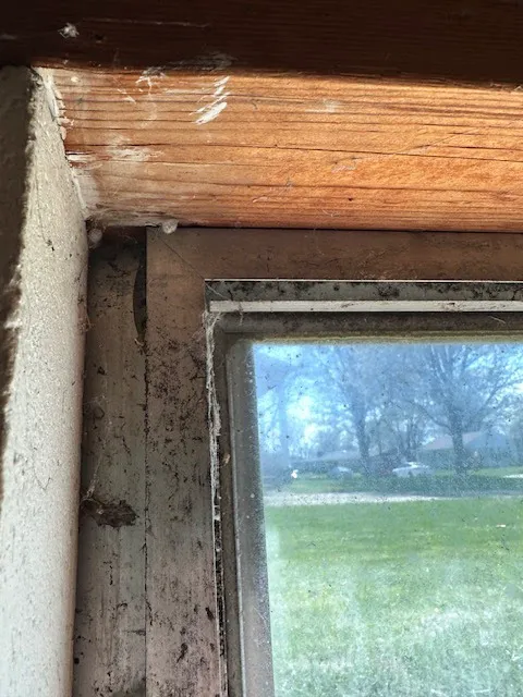 Semper 0311 Pest Control Picture 5