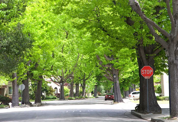 Lawn Plus Pest Control Services Picture 6