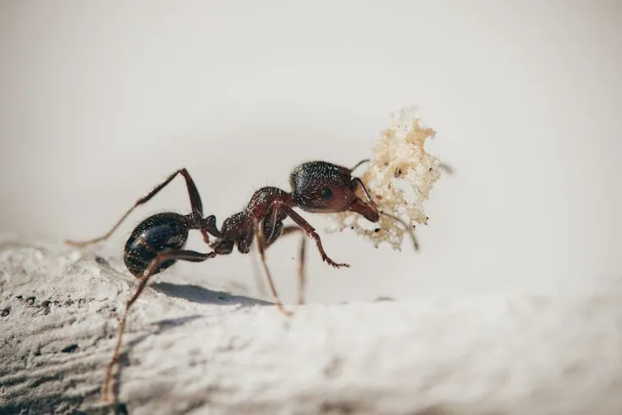 Lawn Plus Pest Control Services Picture 1