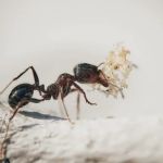 Lawn Plus Pest Control Services