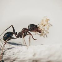 Lawn Plus Pest Control Services ico