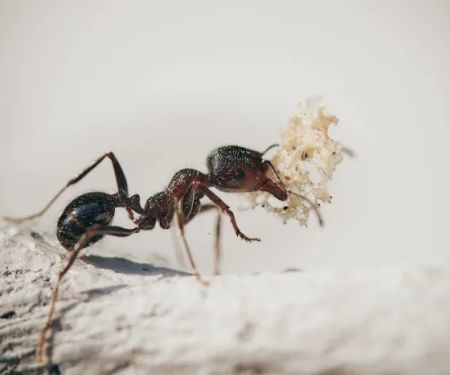 Lawn Plus Pest Control Services