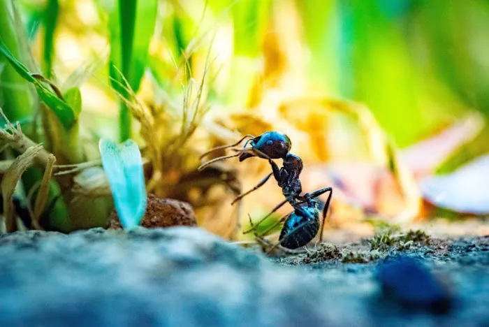Lawn Plus Pest Control Services Picture 10