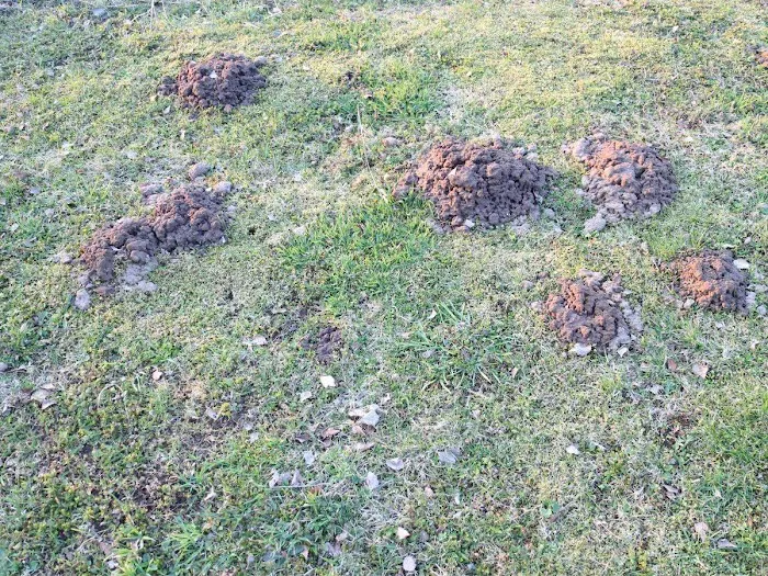 Lawn Plus Pest Control Services Picture 7