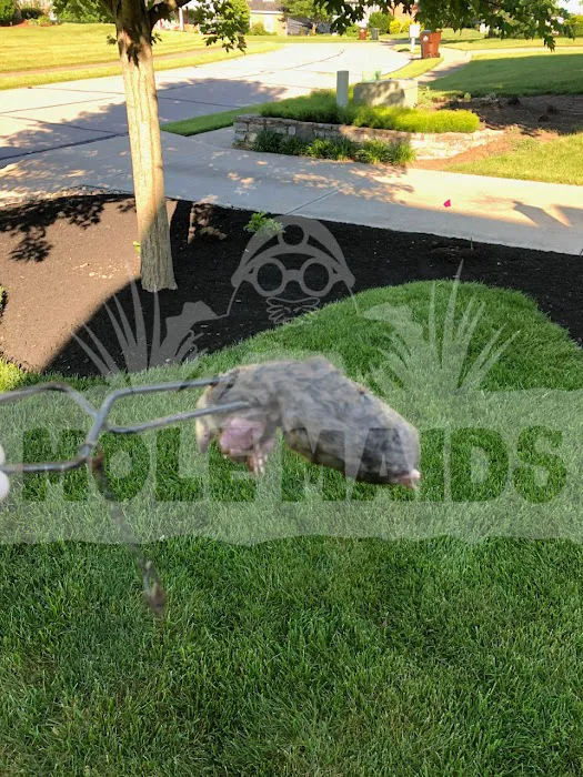MOLE MAIDS LLC Picture 5