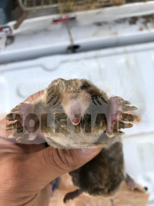 MOLE MAIDS LLC Picture 1