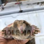 MOLE MAIDS LLC