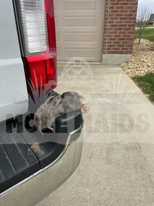 MOLE MAIDS LLC Picture 3