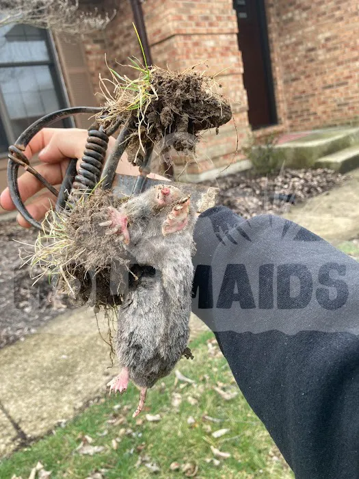 MOLE MAIDS LLC Picture 4