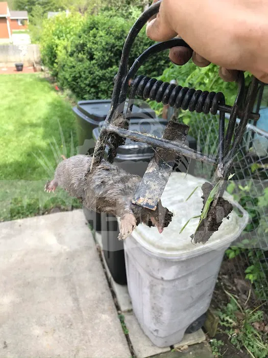 MOLE MAIDS LLC Picture 7