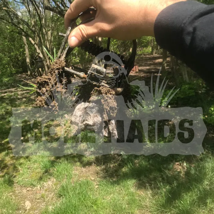 MOLE MAIDS LLC Picture 10