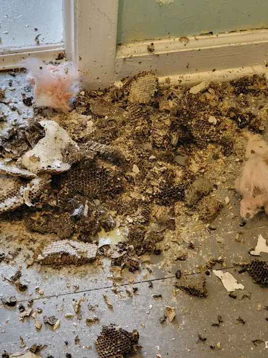 Bright Star Pest Control Picture 2