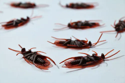 No Moore Bugs Picture 5