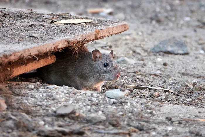 Bug Detection Pest Control Picture 1