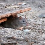 Bug Detection Pest Control