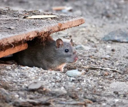 Bug Detection Pest Control