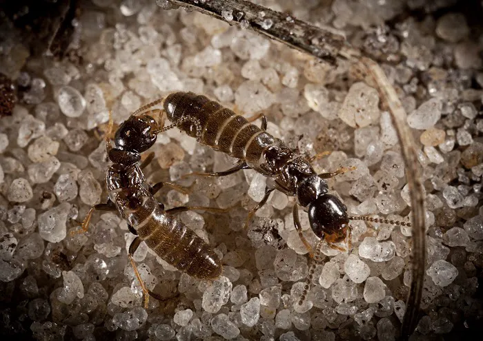 Extermital Termite & Pest Control Picture 9