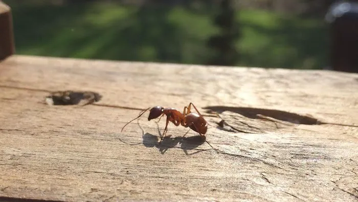 Bug-A-Pest Termite & Pest Control Picture 2