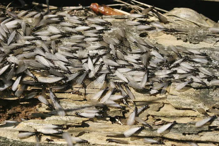 Bug-A-Pest Termite & Pest Control Picture 5