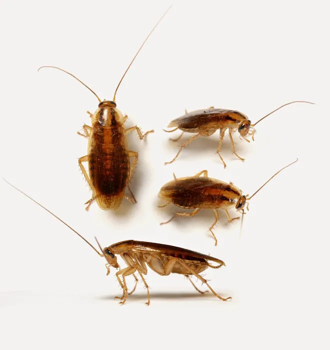 Bug-A-Pest Termite & Pest Control Picture 8