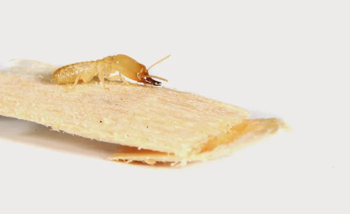 Bug-A-Pest Termite & Pest Control Picture 9