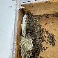 Animal Remover ico