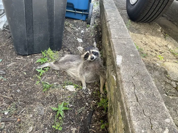 Animal Remover Picture 3