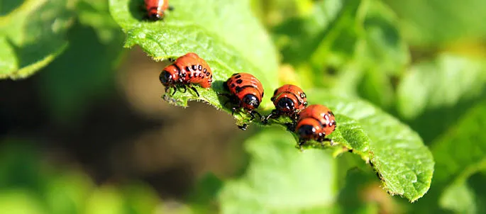 Sure Thing Pest Control Picture 3