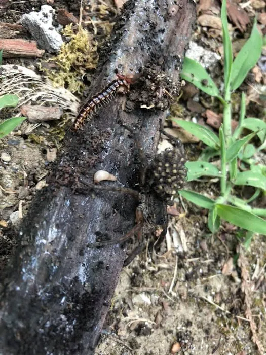 Sure Thing Pest Control Picture 5