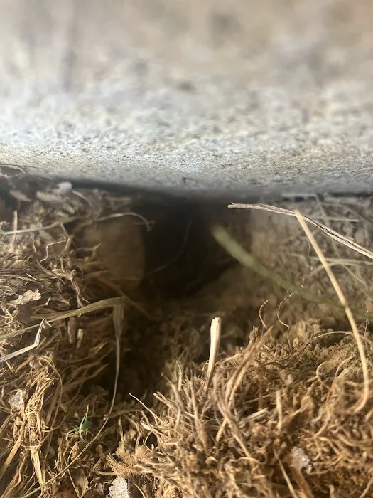 Greenix Pest Control Picture 1
