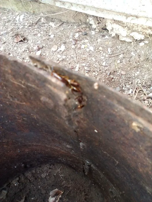 Norman's Pest Control Picture 1