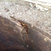 Norman's Pest Control ico