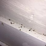 Ace Pest Control Inc.