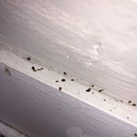 Ace Pest Control Inc. ico