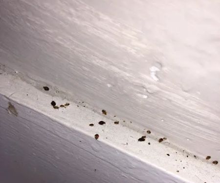 Ace Pest Control Inc.