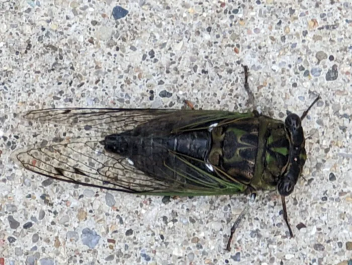 Ace Pest Control Inc. Picture 6